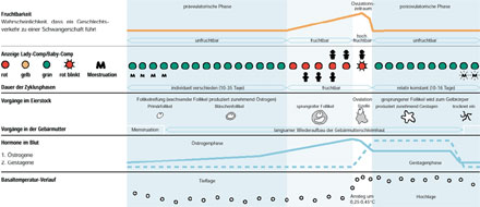 Übersicht über Fruchtbarkeitszeit, Vorgänge im Eierstock, Hormone im Blut etc. - 48 kB